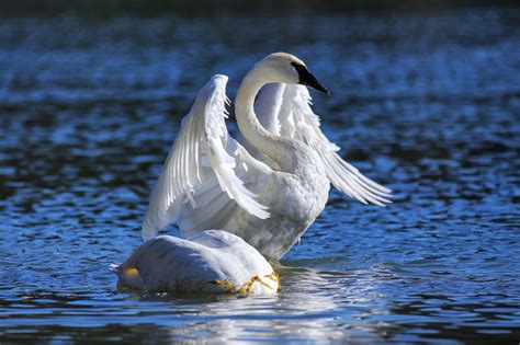 trumpeter swan call